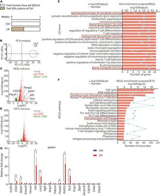 Intermittent Caloric Restriction Promotes Erythroid Development and Ameliorates Phenylhydrazine-Induced Anemia in Mice